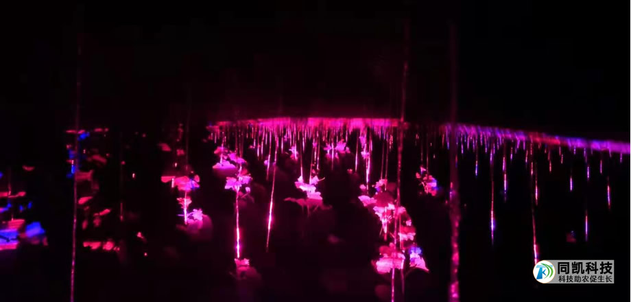 山东聊城黄瓜大棚种植户使用激光灯夜间效果