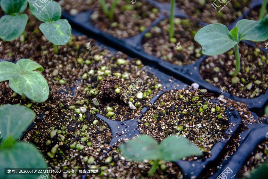 持续低温阴雨天，瓜菜育苗需要注意那方面？
