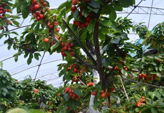 农业种植技术：大棚樱桃的种植技术及其后期管理