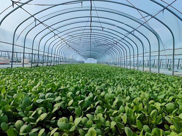 植物补光灯能给植物补光吗