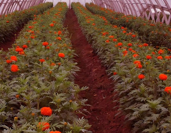 68f2f425bd47f.jpg a5f333b0-88bf-4f67-bffd-0cee3d2bd2b4.jpg