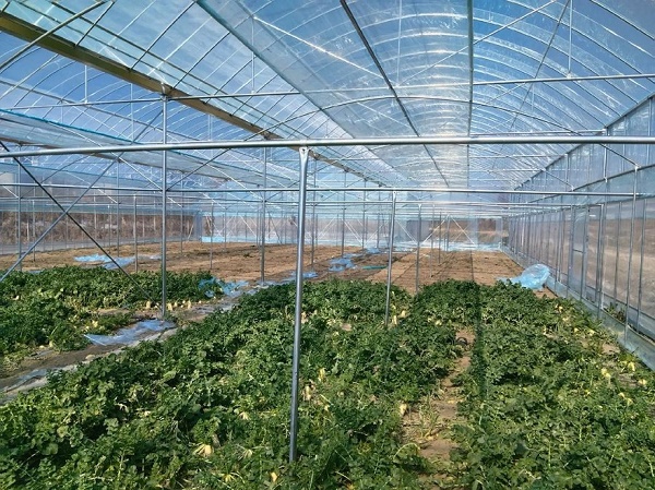 大棚补光灯的光对人身体有害吗