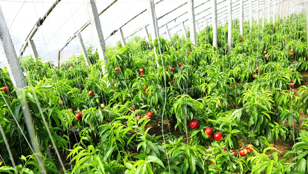 大樱桃对光照的要求