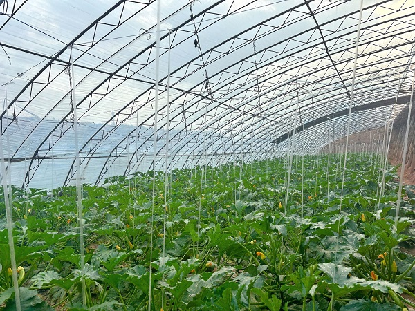 蔬菜大棚没有阳光怎么办