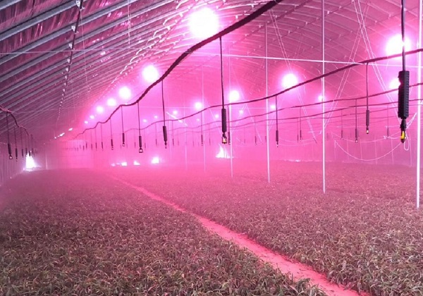 大棚补光灯有用吗