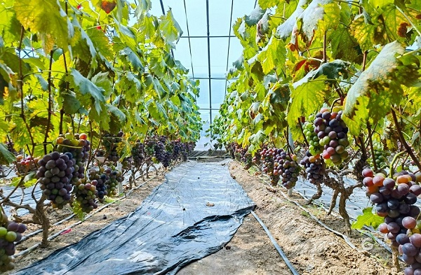 一亩葡萄用几盏15W补光灯合适