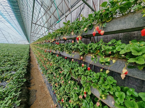 草莓用补光灯多少瓦合适