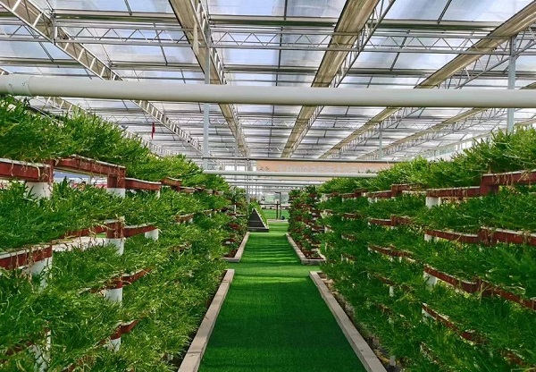 植物补光灯怎么安装