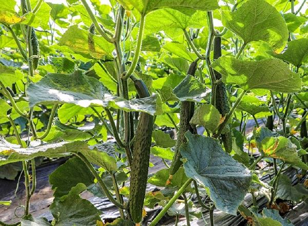 6923e5c8edd0a.jpg 11.jpg