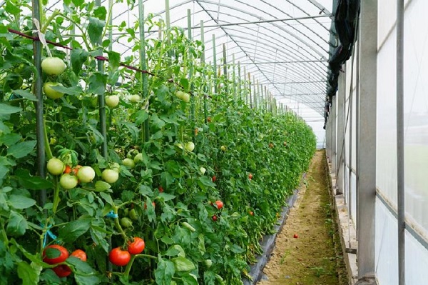 692fc1190ad03.jpeg 854ee9fcea15e69b7b6483eb060e0bd8.jpeg