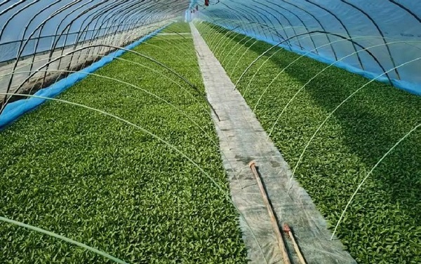 693a4d1ec1d87.jpeg 6080aaf23af54773c372eea5ee117bdf.jpeg